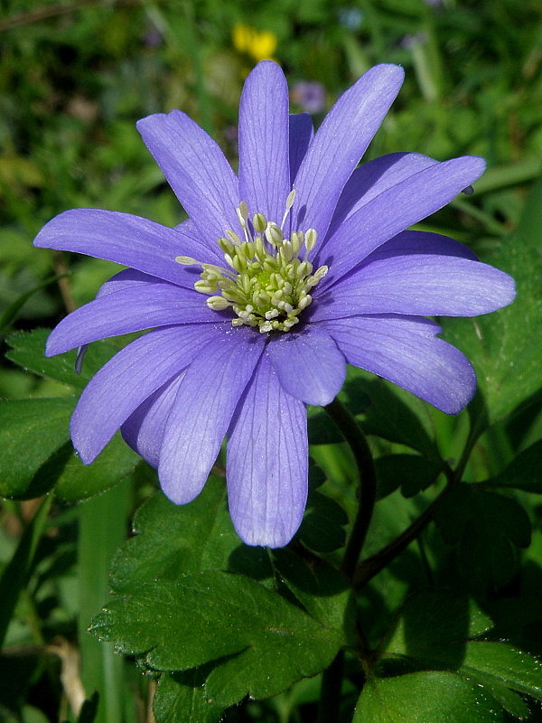 veternica vznešená Anemone blanda Schott et Kotschy