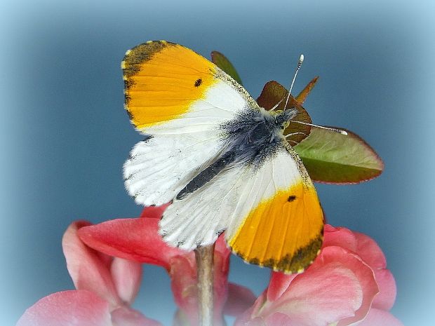 mlynárik žeruchový ♂ Anthocharis cardamines