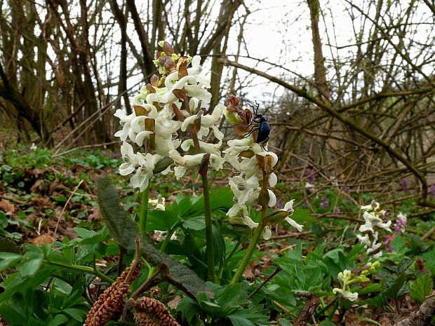 chochlačka dutá Corydalis cava (L.) Schweigg. et Körte