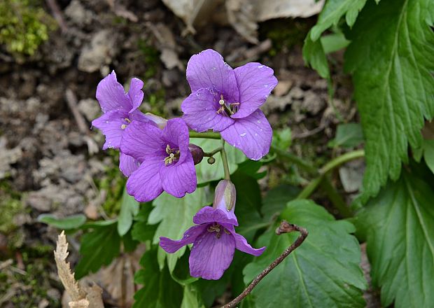 zubačka žliazkatá Dentaria glandulosa Waldst. et Kit. ex Willd.