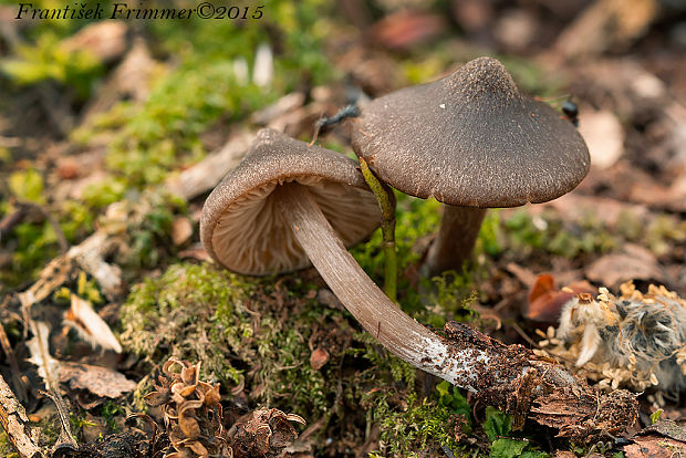 hodvábnica včasná Entoloma vernum S. Lundell