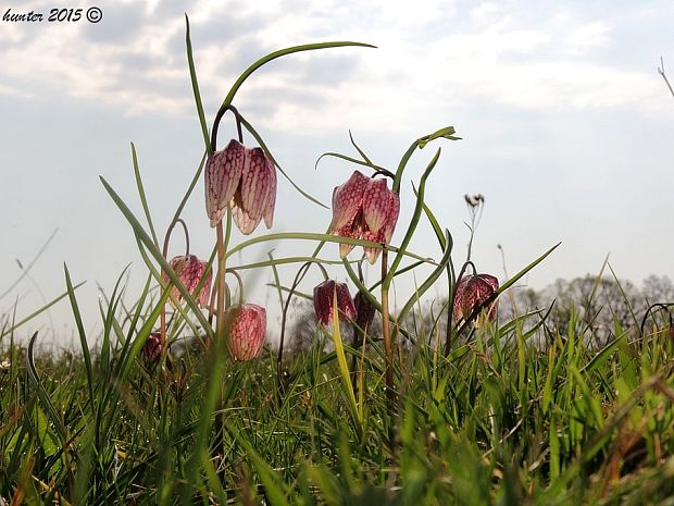 korunkovka strakatá Fritillaria meleagris L.