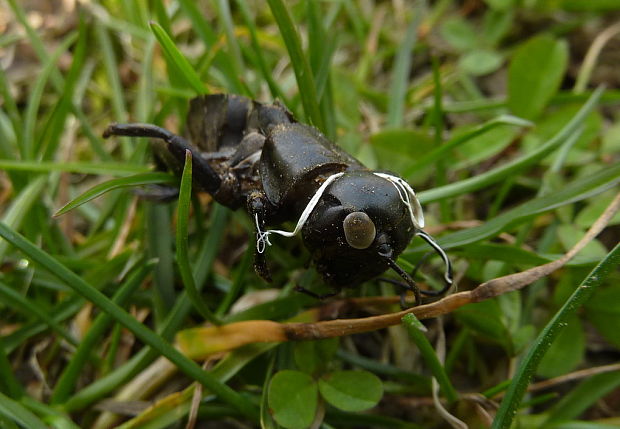 svrčok poľný Gryllus sp.