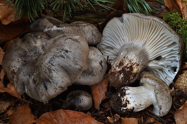 šťavnačka marcová Hygrophorus marzuolus (Fr.) Bres.