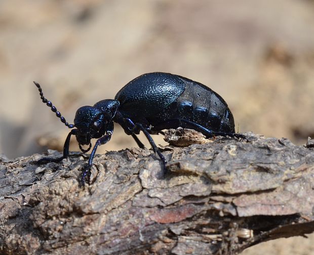 majka fialová Meloe violaceus