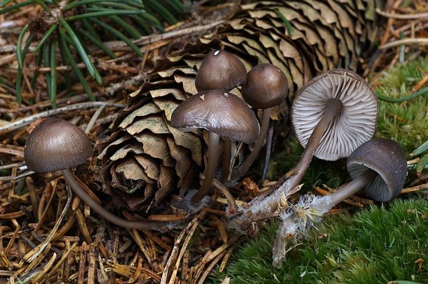 prilbička šišková Mycena strobilicola J. Favre & Kühner