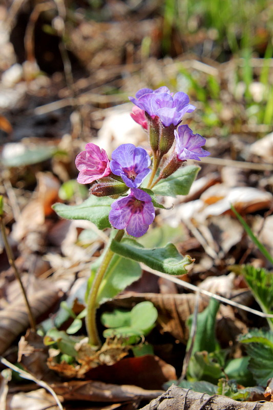 pľúcnik lekársky Pulmonaria officinalis L.