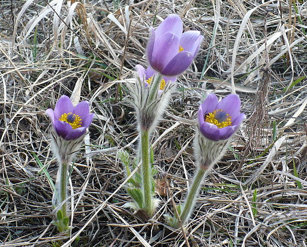 poniklec veľkokvetý Pulsatilla grandis Wender.