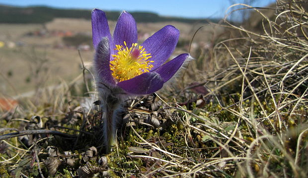 poniklec otvorený Pulsatilla patens (L.) Mill.