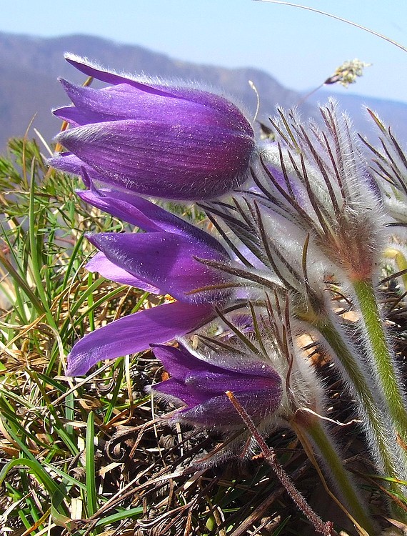 poniklec slovenský Pulsatilla slavica Reuss