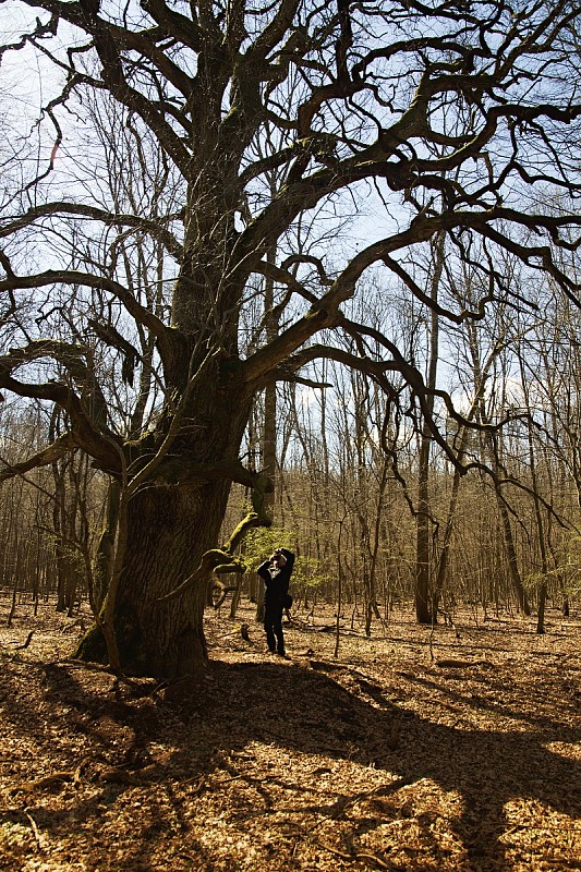 dub letný Quercus robur L.