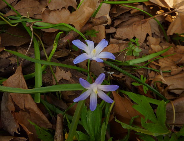 modravka žiarivá Scilla luciliae (Boiss.) Speta