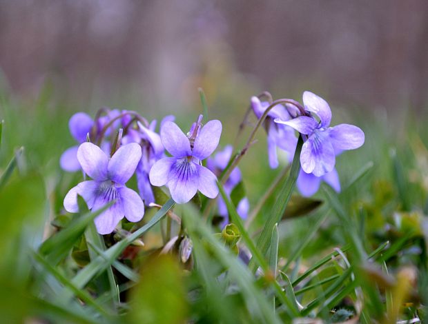 fialka Viola sp.