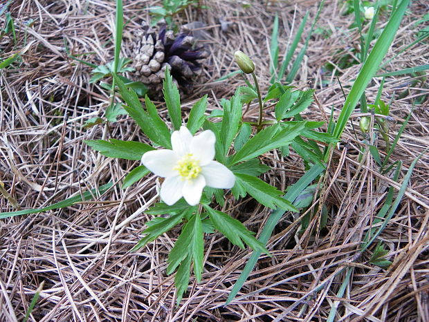 veternica hájna Anemone nemorosa L.