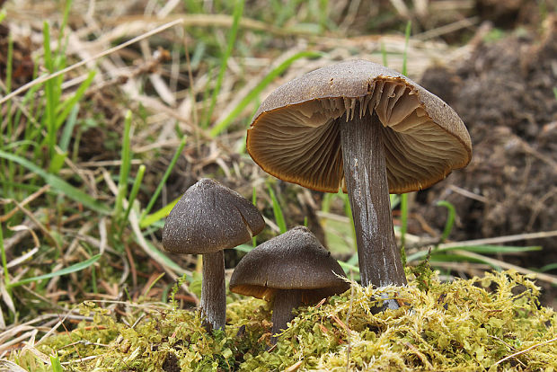 hodvábnica včasná Entoloma vernum S. Lundell