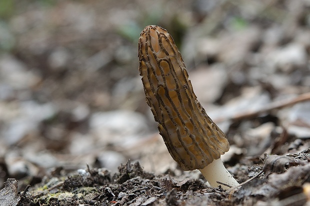 smrčok kužeľovitý Morchella conica Pers.