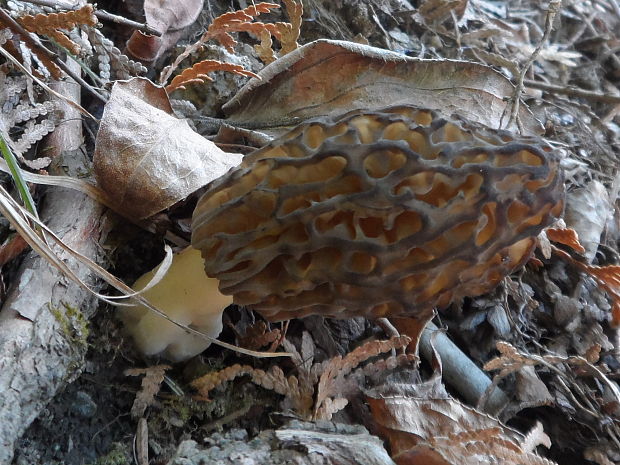 smrčok vysoký Morchella elata Fr.