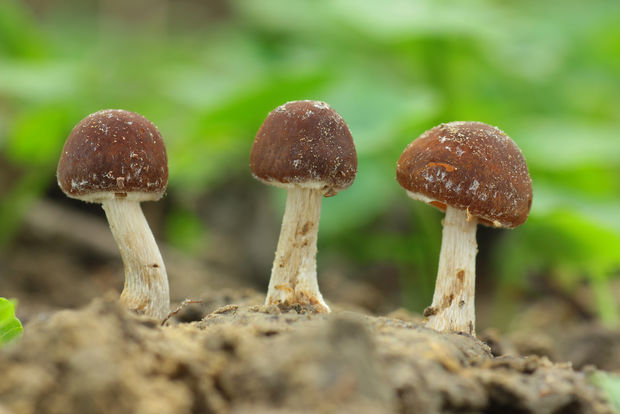 drobuľka Psathyrella sp.