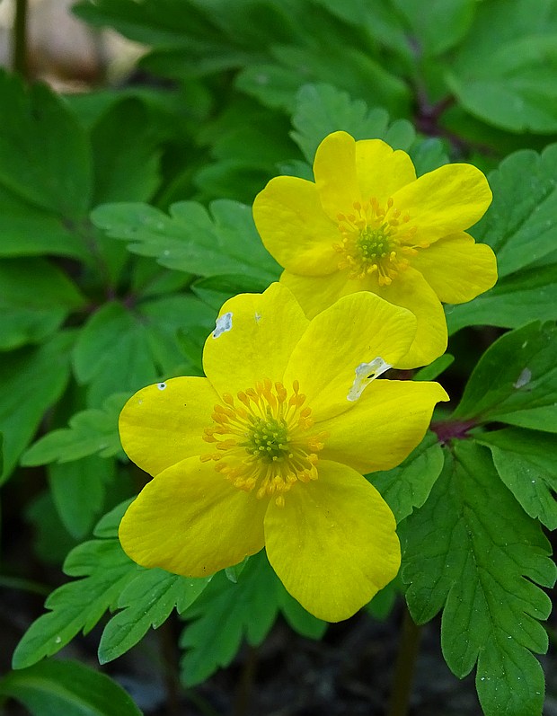 veternica iskerníkovitá Anemone ranunculoides L.