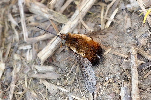 chlpačka hnedoškvrnná Bombylius discolor