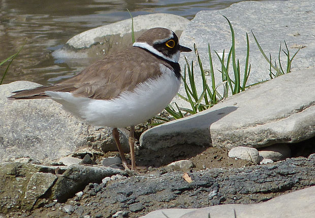 kulík riečny  Charadrius dubius