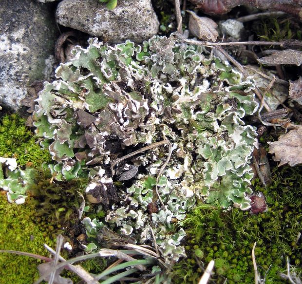 dutohlávka Cladonia sp.