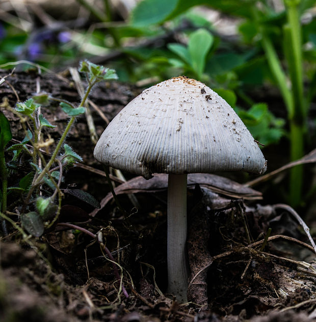 hnojník Coprinus sp.