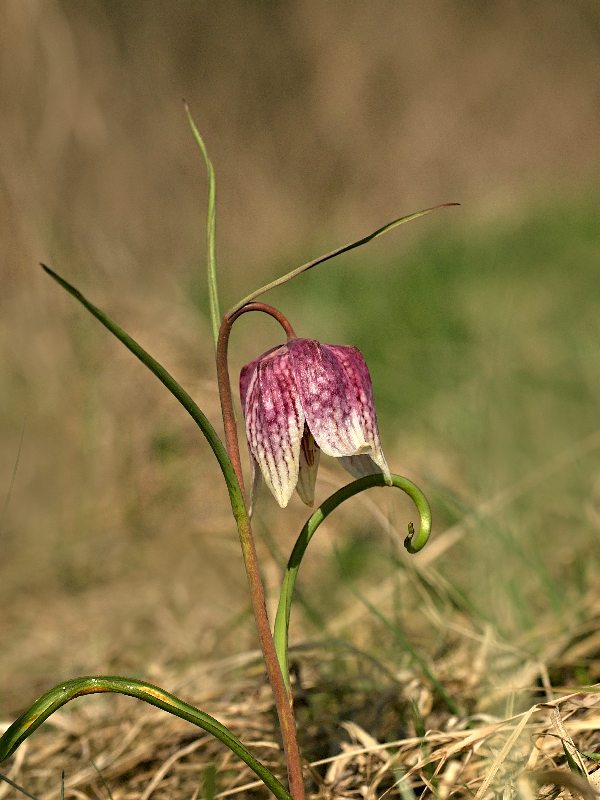 korunkovka strakatá Fritillaria meleagris L.