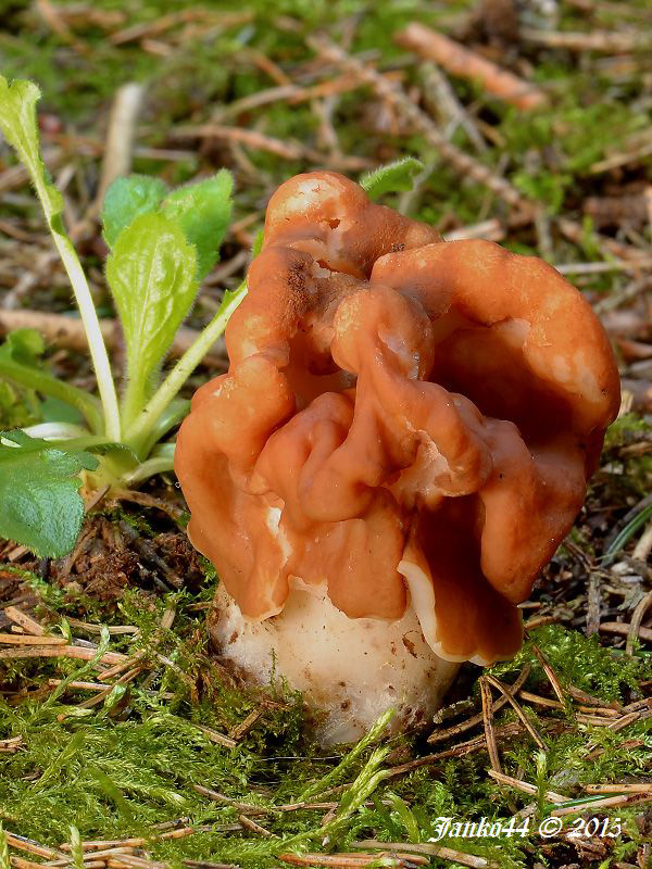 ušiak obrovský Gyromitra gigas (Krombh.) Cooke