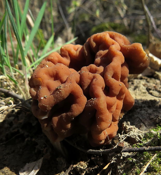 ušiak Gyromitra sp.