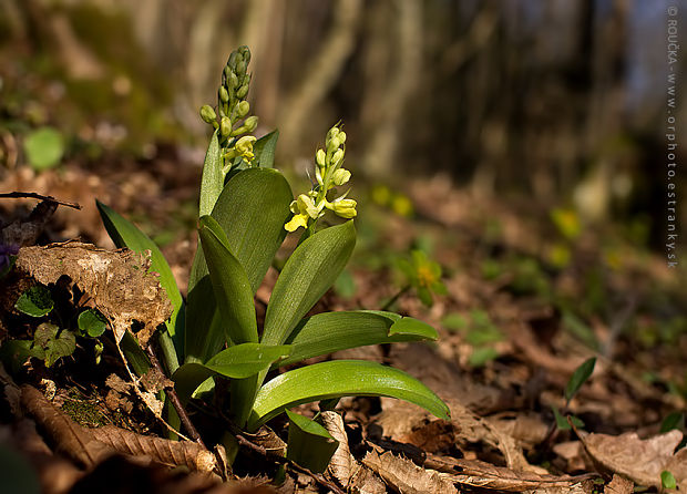 vstavač bledý Orchis pallens L.