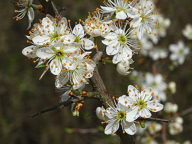 trnka obyčajná Prunus spinosa L.