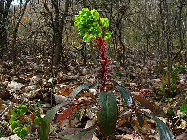 mliečnik mandľolistý Tithymalus amygdaloides (L.) Hill