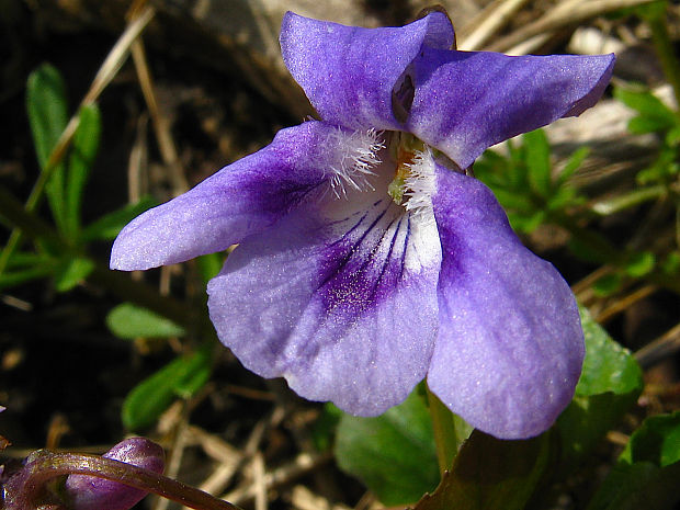 fialka lesná Viola reichenbachiana Jord. ex Boreau