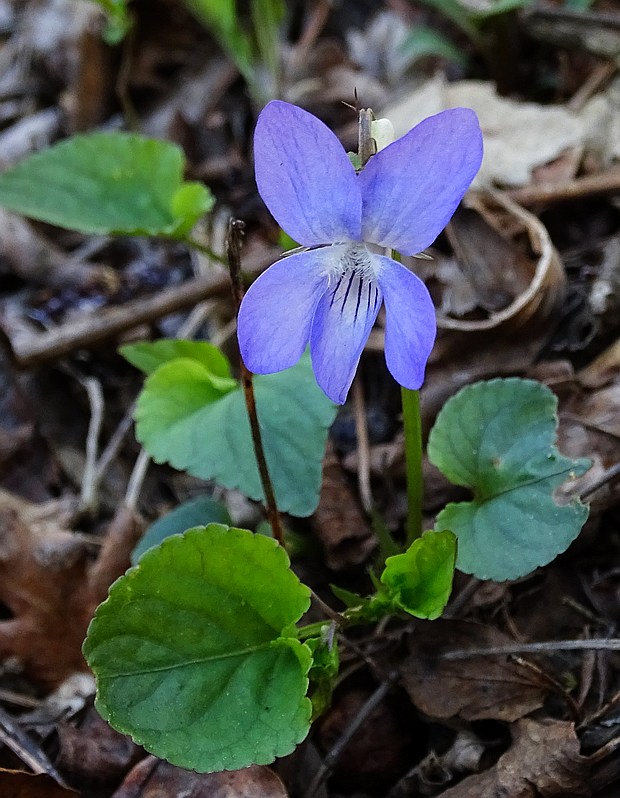 fialka Viola sp.