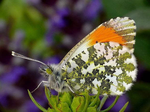 mlynárik žeruchový (sk) / bělásek řeřichový (cz) Anthocharis cardamines Linnaeus, 1758