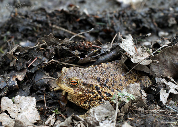 ropucha bradavičnatá, Ropucha obecná Bufo bufo Laurenti, 1768