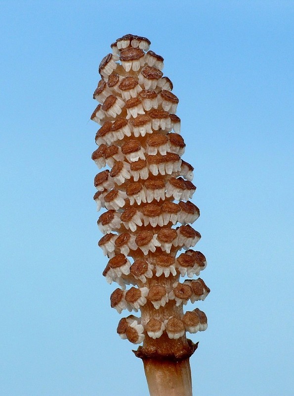 praslička roľná Equisetum arvense L.