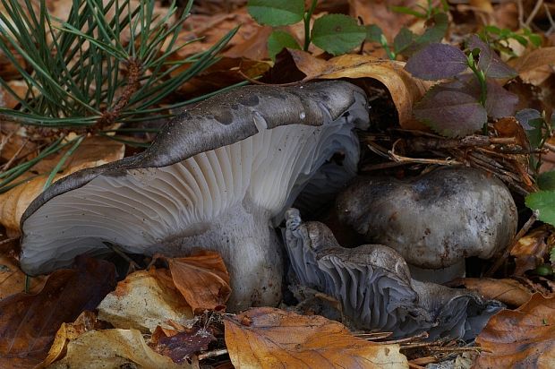 šťavnačka marcová Hygrophorus marzuolus (Fr.) Bres.