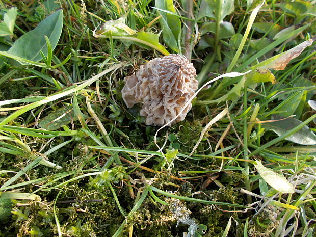 smrčok jedlý Morchella esculenta (L.) Pers.