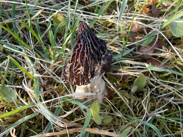 smrčok Morchella sp.