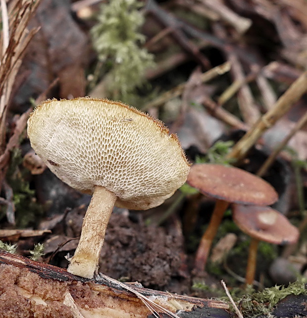 trúdnik Polyporus sp.