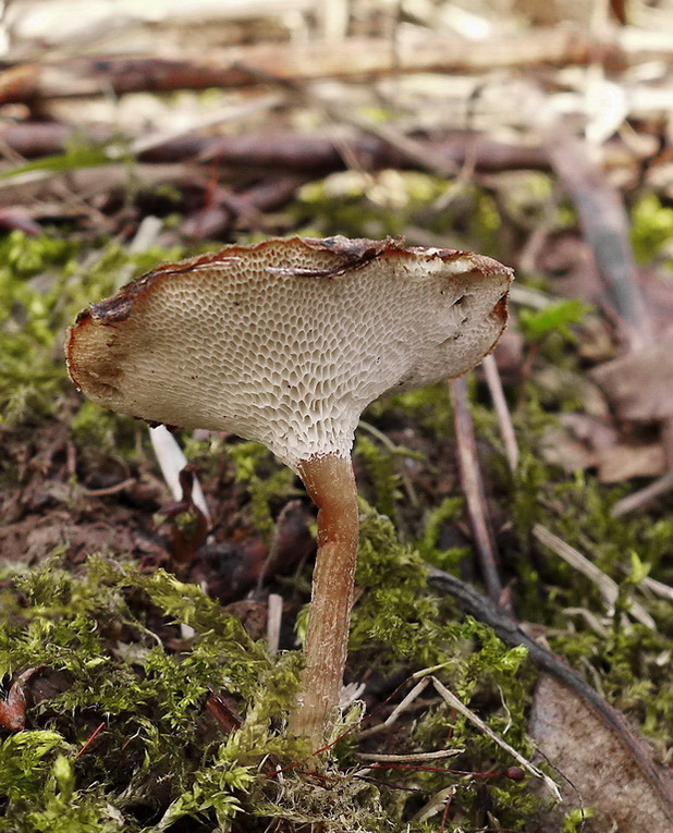 trúdnik Polyporus sp.