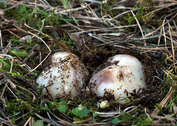 tulipánovka fialová Sarcosphaera coronaria (Jacq.) J. Schröt.