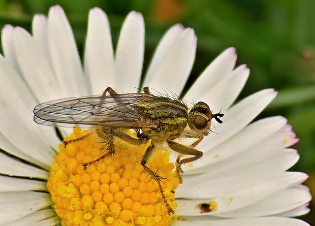 lajniarka žltá Scathophaga stercoraria