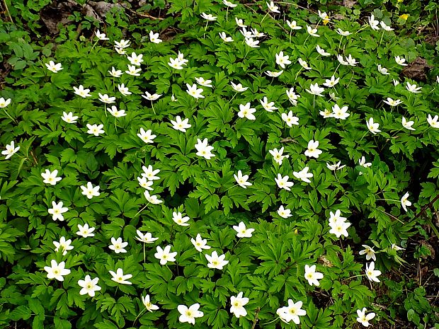 veternica hájna Anemone nemorosa L.