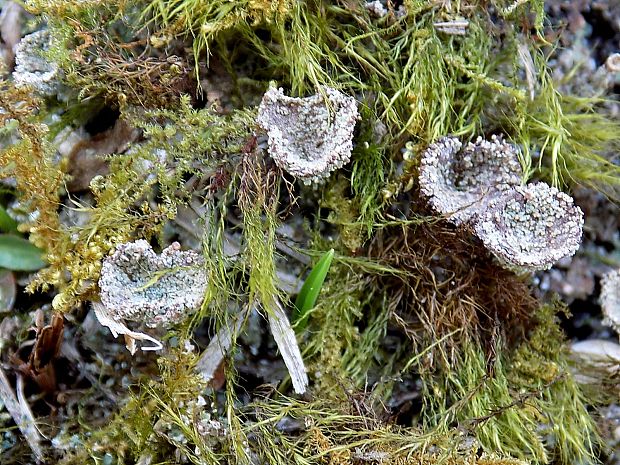 dutohlávka pohárikovitá Cladonia pyxidata (L.) Hoffm.