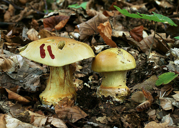 pavučinovec bukový Cortinarius cf. elegantissimus Rob. Henry