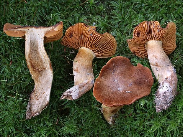 pavučinovec plyšový Cortinarius orellanus Fr.