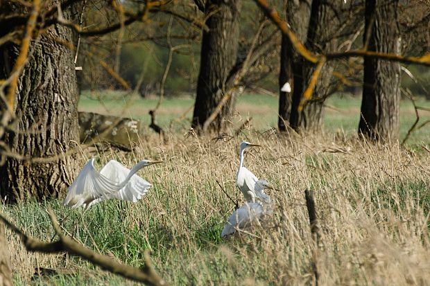 beluša veľká Egretta alba